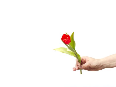Hand with a tulip