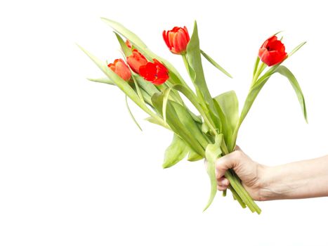Hand with bunch of tulips