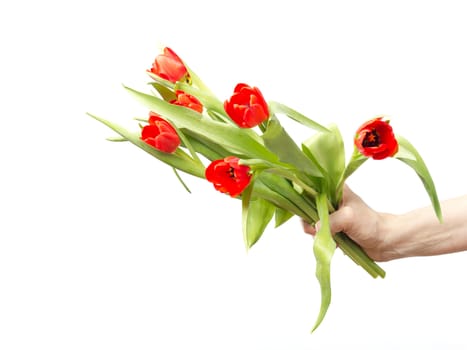 Hand with bunch of tulips