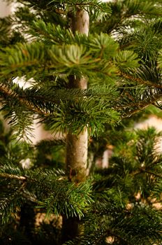 caucasian fir branches - closeup on fresh green spruces