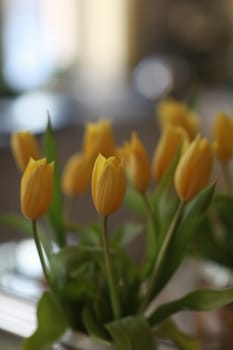 Unopened flower buds of yellow tulips