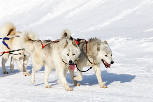 white husky dogs on alpine mountain in winter