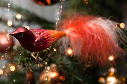 Christmas decoration - colorful bird on pine - tree branch