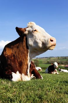 big head of beautiful cow in a field