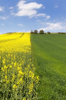 rape field and blue sky with clouds in spring