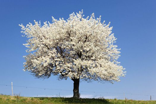 white tree and green grass in blue sky