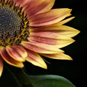 sunflower on black background