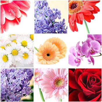 beautiful flowers collage