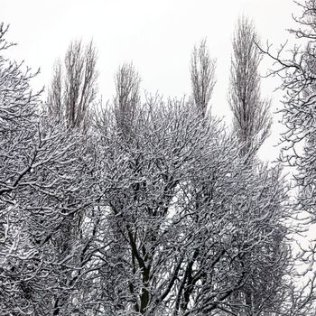 Background scene of bare branched deciduous trees with their branches covered in snow on a cold bleak winter day