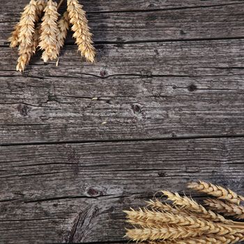 Two small bunches of golden wheat ears lying on a background of old cracked weathered wood with copy space