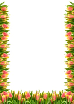 Frame of Tulip Flowers, over white background.