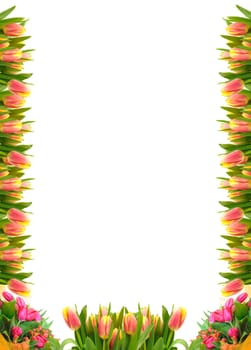 Frame of Tulip Flowers, over white background.