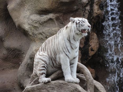 Photo of a white Tiger in a zoo