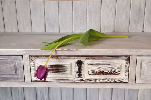 Single purple tulip on a shelf in shabby chic.