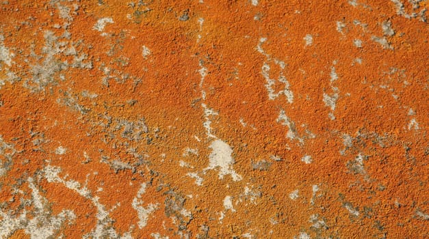 A background shot of orange mold on a rock.