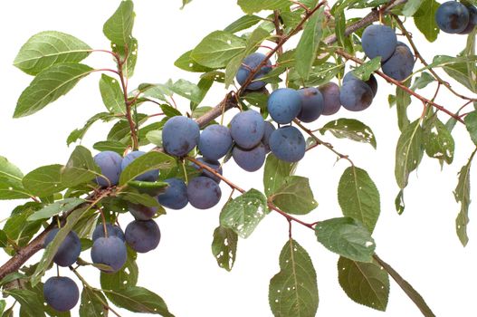 Branch of a sloe with berries it is isolated on a white background.