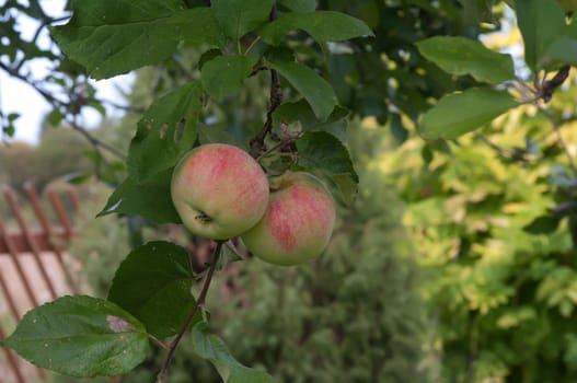 Two ripe apples on a branch.