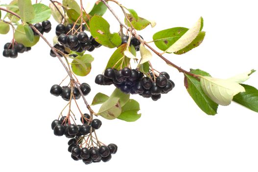 Branch black chokeberry close up it is isolated on a white background.