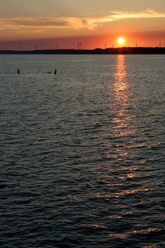 Three people swimming at dusk, with the setting sun and wind turbines in the background.
