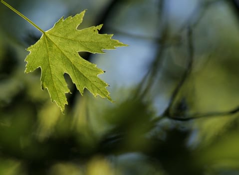 A green maple leaf back lit and isolated.