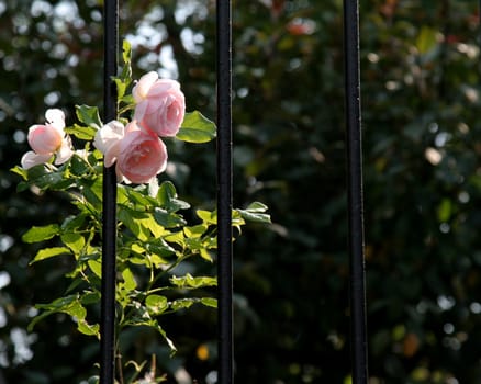 A pink rose bush peaking between black iron bars.