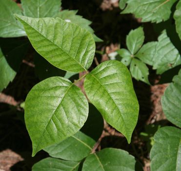 A closeup of profile shot of a poison ivy plant.
