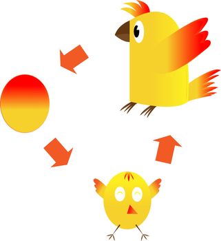 The life cycle of a chicken on a white background.