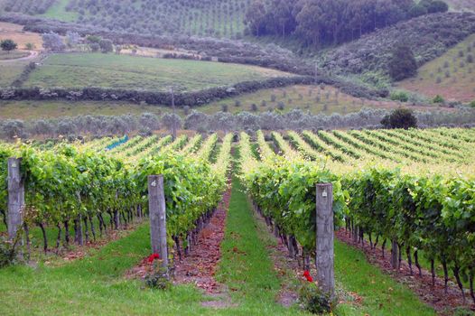 Vineyard green grape, Waiheke Island, New Zealand