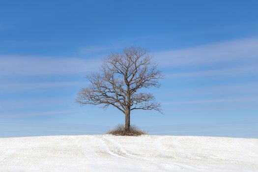 Old tree on snowy field on a blue sky bakground