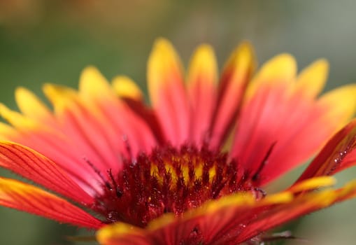 close up of echinacea