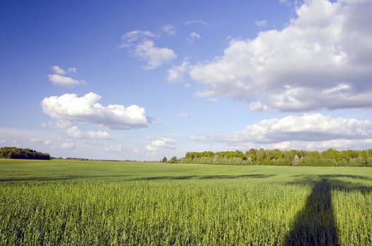 Huge green meadow and tree shadow. Forest in distance. Cloudy blue sky.