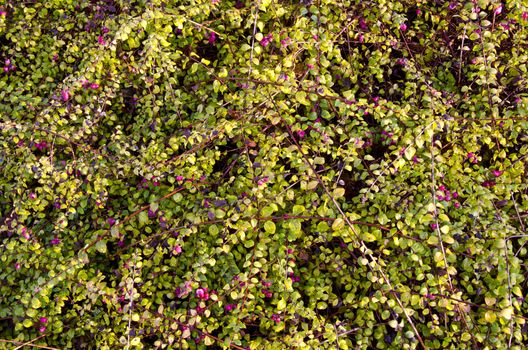 Cranberry grow in forest. Pink berry and plant leaves background. Healthy food.