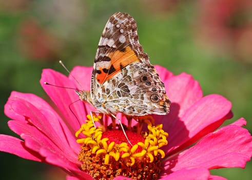 Painted Lady butterfly sitting on flower (zinnia)
