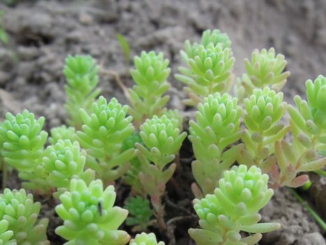 This plants gladden people his greenery after winter