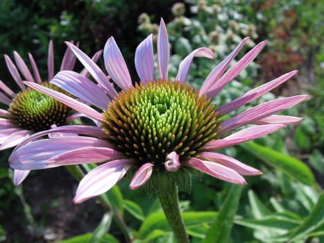 Purple Echinacea is used in folk medicine, pharmacology and ornamental gardening