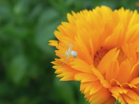 A spider sits on orange flower's petal