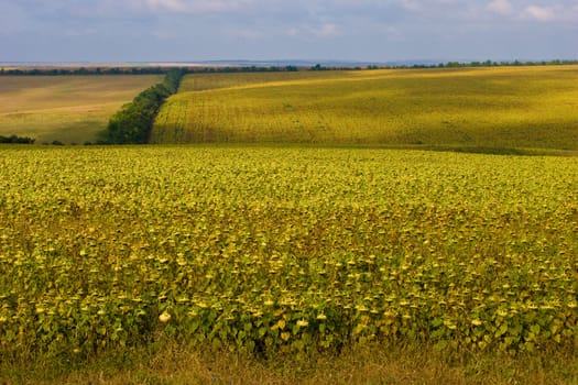 rural view series: field on hill's field landscape