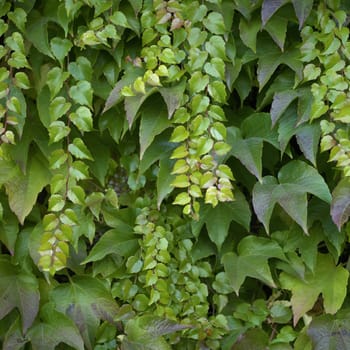 Green vine closeup