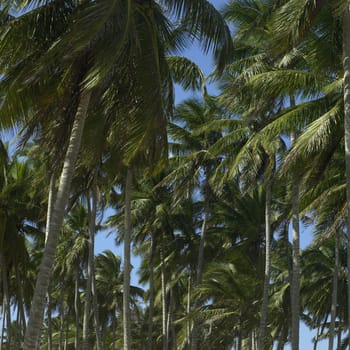 Palm trees and blue sky