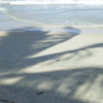 Palm tree shadow on the beach