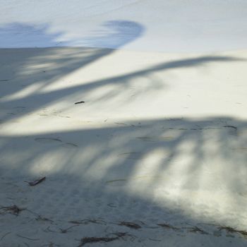 Palm tree shadow on the beach