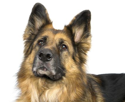 German Shepherd 