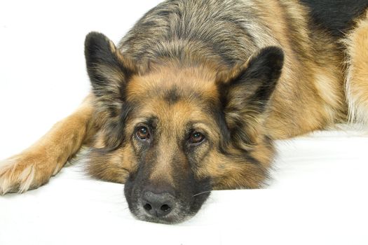 German Shepherd sad