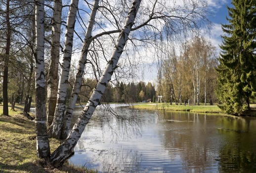 Spring birches next to the pond in the park