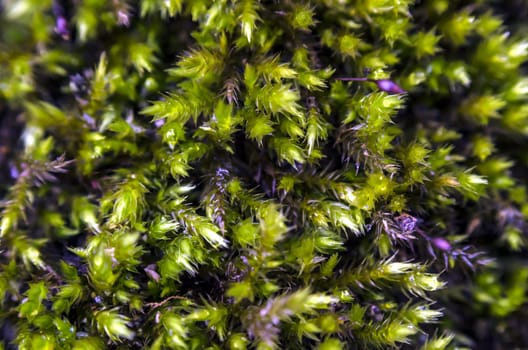 Macro close-up of a wet forrest moss.