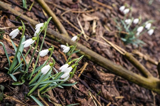 Group of snowdrop flowers on wet forest ground.