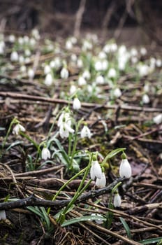 Group of snowdrop flowers on wet forest ground.