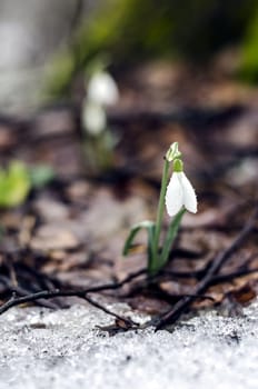 Snowdrop flowers with morning mist droplets near snow.