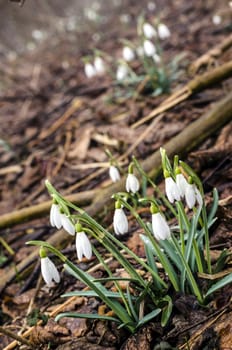 Group of snowdrop flowers on wet forest ground.