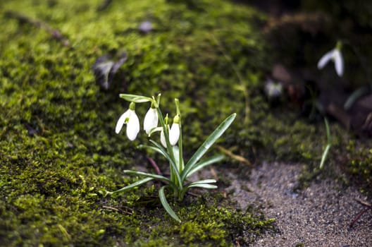Snowdrop flowers surrounded with moss and sand.